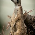 Meerkat Standing Alert on Tree Stump Mobile Wallpaper