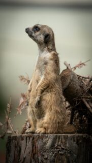 Meerkat Standing Alert on Tree Stump Mobile Wallpaper