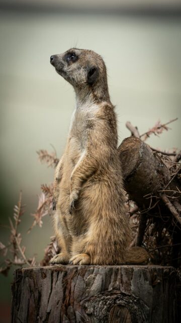 Meerkat Standing Alert on Tree Stump Mobile Wallpaper