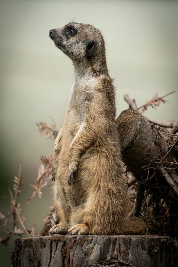 Meerkat Standing Alert on Tree Stump Mobile Wallpaper