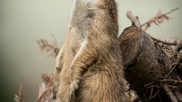 Meerkat Standing Alert on Tree Stump Mobile Wallpaper