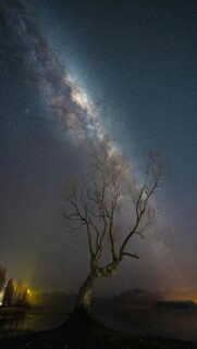 star-filled-night-sky-above-a-lone-tree