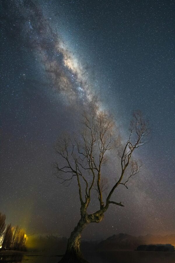 star-filled-night-sky-above-a-lone-tree