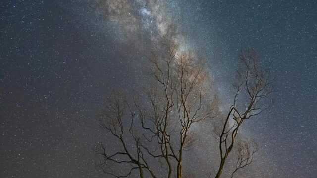 star-filled-night-sky-above-a-lone-tree