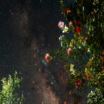 Milky Way Galaxy Visible Through Trees at Night