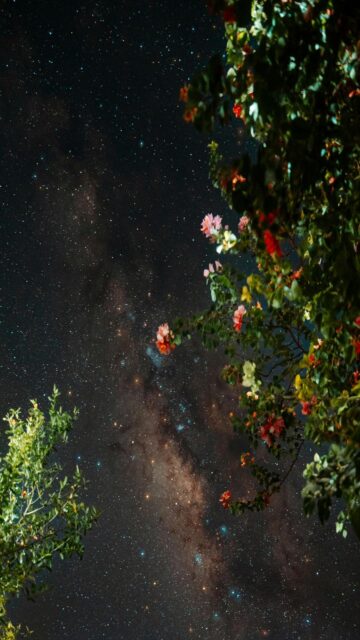 Milky Way Galaxy Visible Through Trees at Night