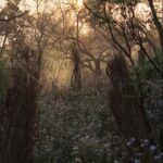 Misty Forest at Sunset with Wildflowers