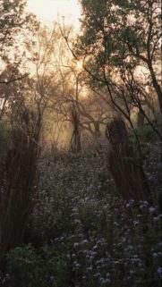 Misty Forest at Sunset with Wildflowers