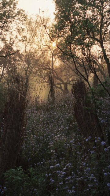 Misty Forest at Sunset with Wildflowers