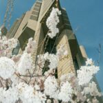 Cherry Blossoms Meet Modern Architecture