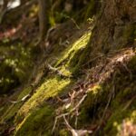Mossy Forest Floor with Sunlight Filtering Through Trees
