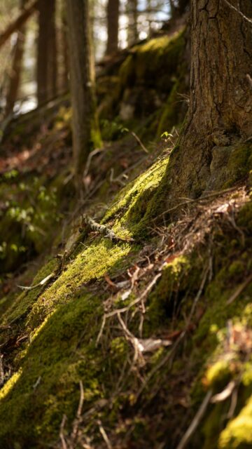 Mossy Forest Floor with Sunlight Filtering Through Trees