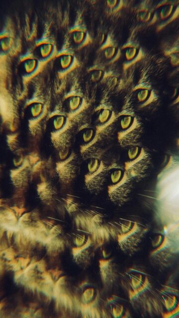 Feline Fusion: Whimsical Patterns for Mobile Walls