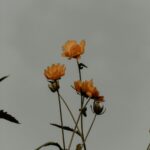 vibrant-orange-flowers-mobile-wallpaper