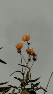 vibrant-orange-flowers-mobile-wallpaper