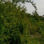 Nature's Serenity: Overgrown Greenery Under a Cloudy Sky
