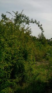 Nature’s Serenity: Overgrown Greenery Under a Cloudy Sky