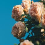 Pale Pink Roses Against Bright Blue Sky Wallpaper