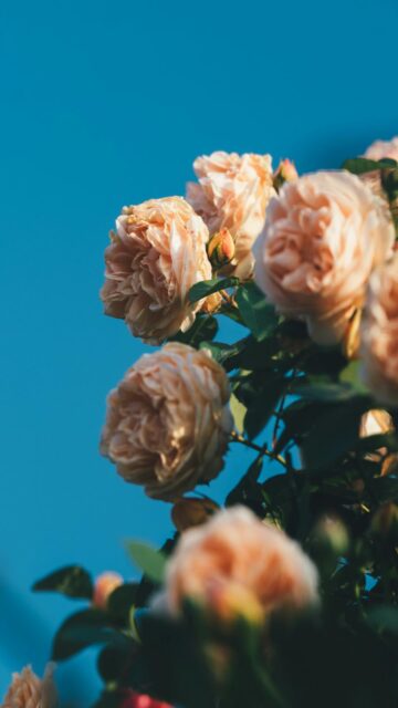 Pale Pink Roses Against Bright Blue Sky Wallpaper