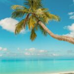 Tropical Paradise Palm Tree Silhouette