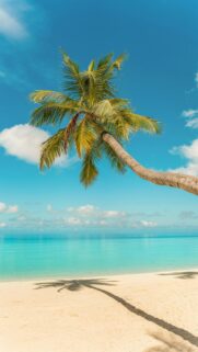 Tropical Paradise Palm Tree Silhouette