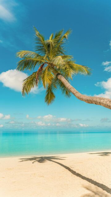 Tropical Paradise Palm Tree Silhouette