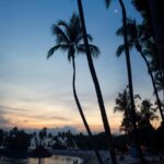 Serenity at Sunset - Palm Trees Silhouetted Beach Wallpaper