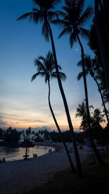 Serenity at Sunset - Palm Trees Silhouetted Beach Wallpaper