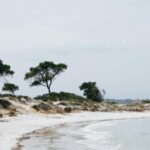 Serenene Coastal Scene with Pine Trees