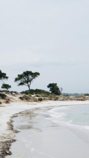 Serenene Coastal Scene with Pine Trees