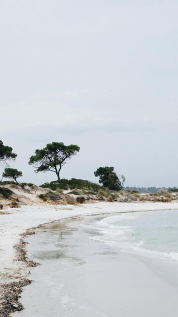 Serenene Coastal Scene with Pine Trees