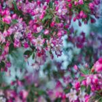 Springtime Bloom: Pink And White Blossoms On Tree Branches