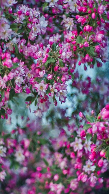 Springtime Bloom: Pink And White Blossoms On Tree Branches