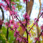 spring-pink-blossoms-tree-branch