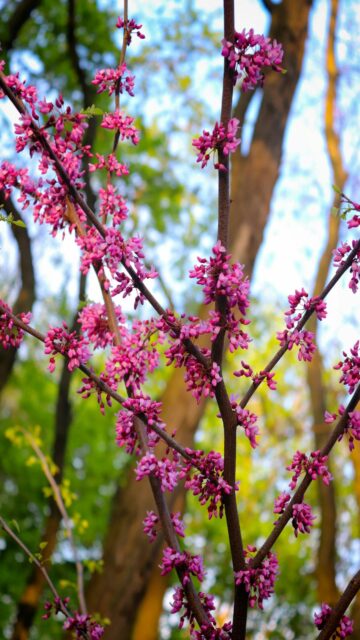 spring-pink-blossoms-tree-branch