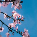 Pink Cherry Blossoms Against A Clear Blue Sky