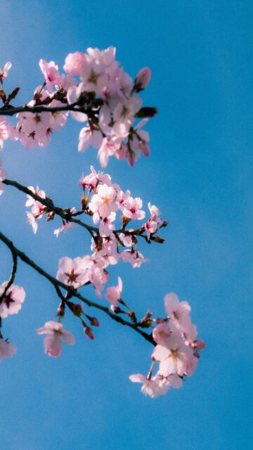 Pink Cherry Blossoms Against A Clear Blue Sky