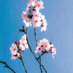 Cherry Blossom Beauty
