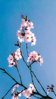 Cherry Blossom Beauty