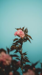 Pink Cherry Blossoms Bloom Against A Soft Blue Sky