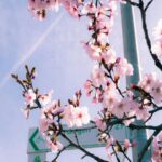 pink-cherry-blossoms-mobile-wallpaper
