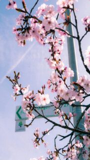 pink-cherry-blossoms-mobile-wallpaper