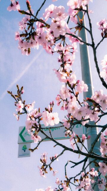pink-cherry-blossoms-mobile-wallpaper