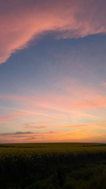 Vibrant Sunset Over Yellow Field