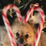 Winter Wonder Pomeranian