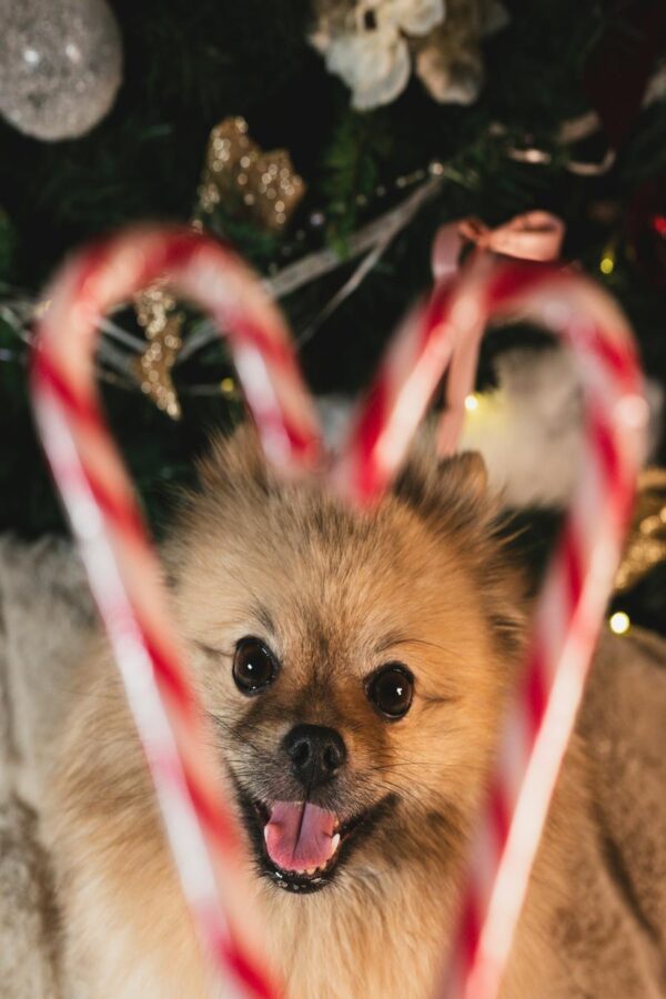 Winter Wonder Pomeranian
