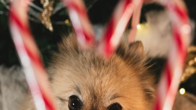 Winter Wonder Pomeranian