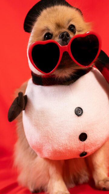 Pomeranian Dog in Snowman Costume with Heart Sunglasses