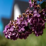 Purple Lilac Bloom Mobile Wallpaper