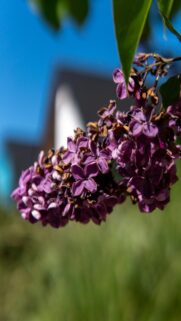 Purple Lilac Bloom Mobile Wallpaper